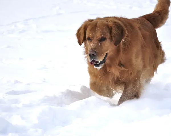 stock image Golden retriever in the snow. Happy dog.