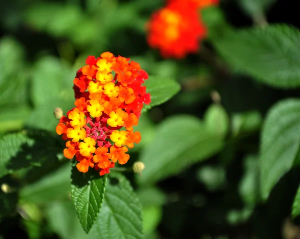 stock image Colorful wild flower.