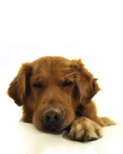 Zlatý retrívr pes velmi výraznou tvář, při pohledu dolů. Stock Fotografie