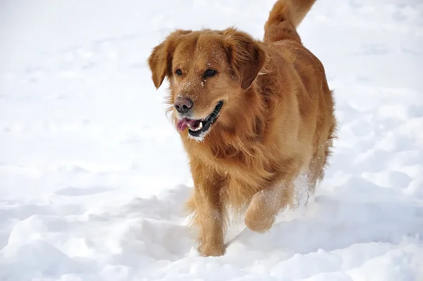 在雪中的黄金猎犬。快乐的狗. 图库照片
