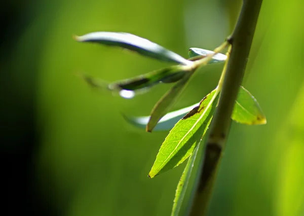 Zielony liść zbliżenie. Zdjęcie Stockowe