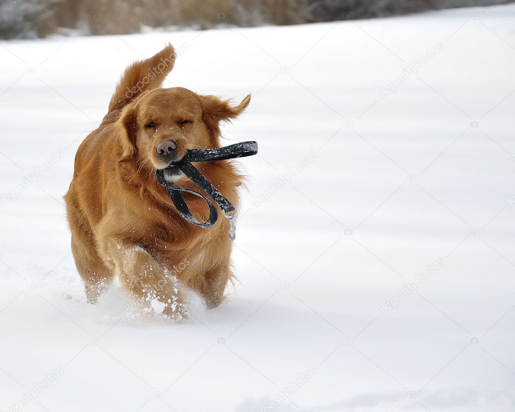 Golden retriever in the snow. Happy dog.