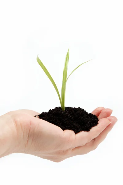 Woman's hand with a green sprout in the ground on a white backgr — Stock Photo, Image