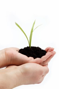 Woman's hand with a green sprout in the ground on a white backgr clipart