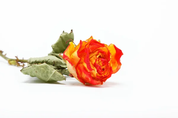 Suché růže na bílém pozadí. — Stock fotografie