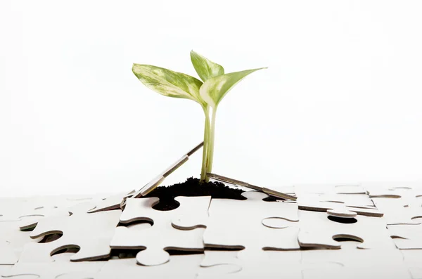 Green sprout from the earth makes its way through the puzzle. — Stock Photo, Image