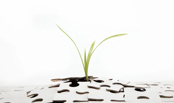 Germoglio verde dalla terra si fa strada attraverso il puzzle . — Foto Stock