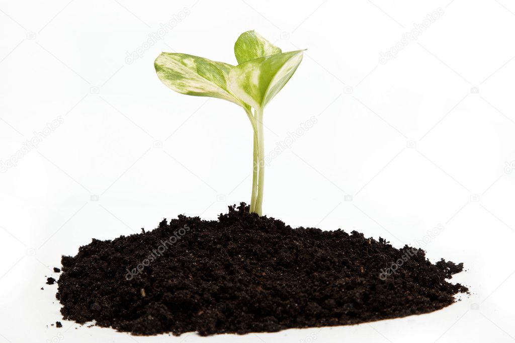 Green sprout from the earth on a white background.