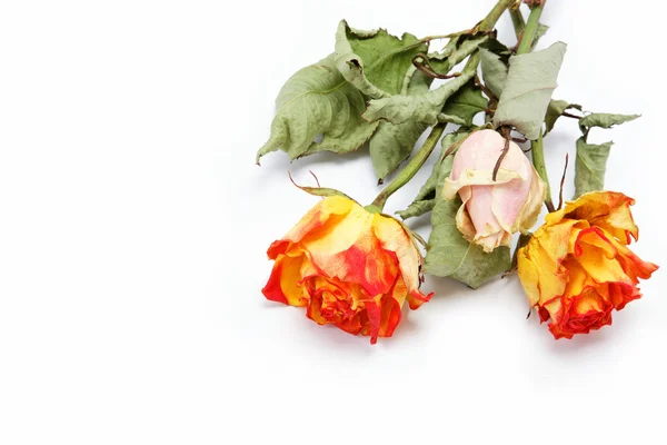 stock image Dry roses on a white background.