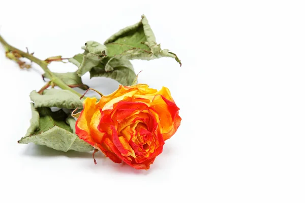 Rose secche su fondo bianco. — Foto Stock