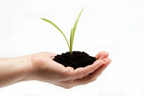 Woman's hand with a green sprout in the ground on a white backgr Stock Image
