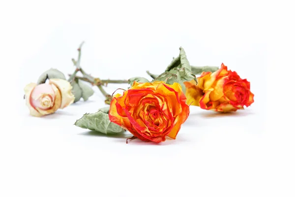Сухие розы на белом фоне. — стоковое фото