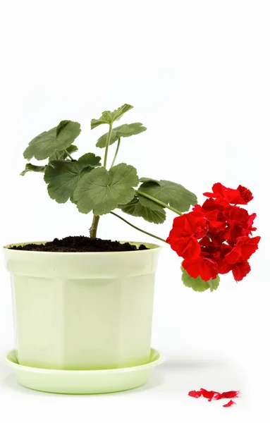 Beau géranium rouge dans un pot de fleurs sur fond blanc . — Photo