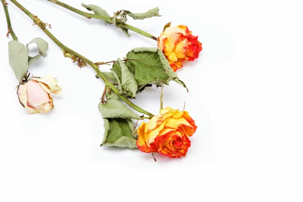 Torra rosor på en vit bakgrund. — Stockfoto