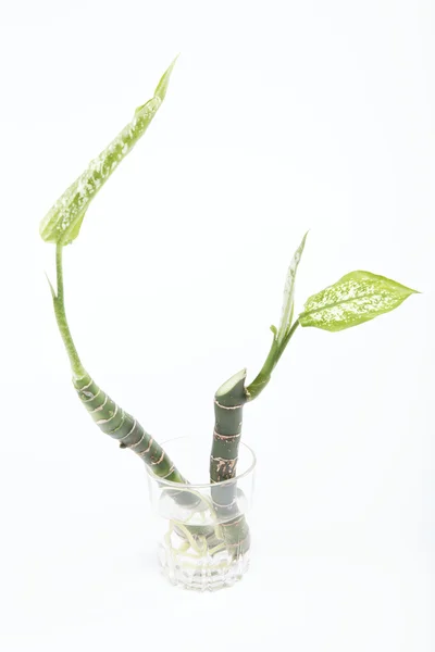Две ветви растения с корнями в стакане с водой, изолятор — стоковое фото