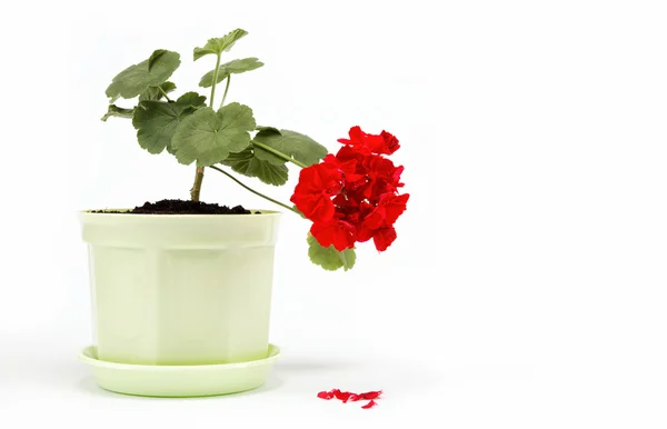 Beautiful red geranium in a flower pot on a white background. — Stock Photo, Image
