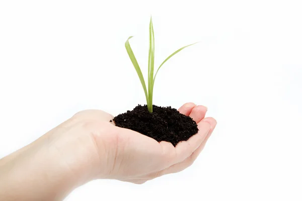Woman's hand with a green sprout in the ground on a white backgr — Stock Photo, Image