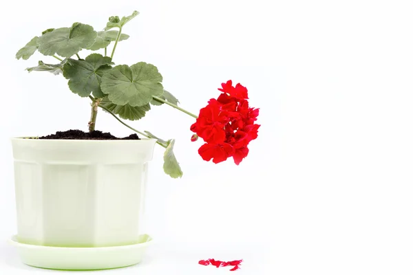 Piękny czerwony geranium w garnku kwiat na białym tle. — Zdjęcie stockowe