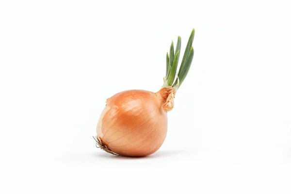 Świeże żarówka cebuli na białym tle — Zdjęcie stockowe