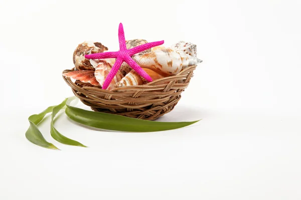Lembranças do mar. Conchas e estrelas do mar em um cesto isolado em um whi — Fotografia de Stock