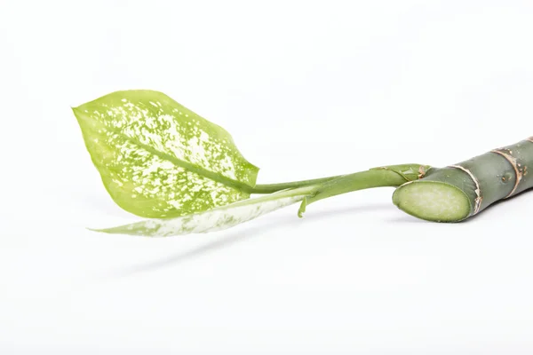 Branch plants are isolated on a white background. — Stock Photo, Image