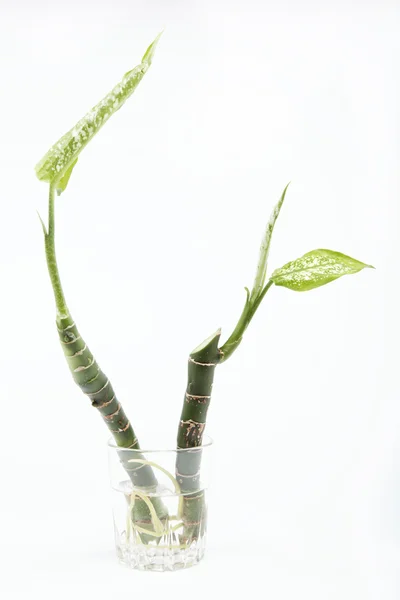 Deux branches d'une plante avec des racines dans un verre d'eau, isolat — Photo