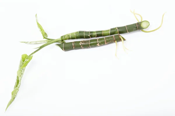 Due rami di una pianta con radici isolate su uno sfondo bianco — Foto Stock