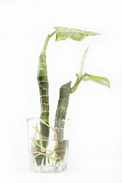 Deux branches d'une plante avec des racines dans un verre d'eau, isolat — Photo