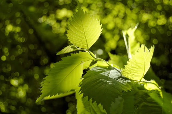 Πράσινο φύλλα φόντο στην ηλιόλουστη μέρα — Φωτογραφία Αρχείου