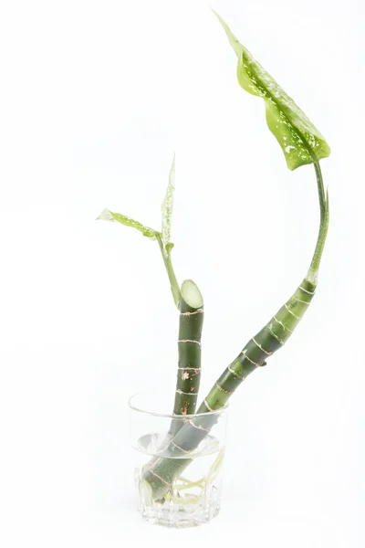 Två grenar av en växt med rötter i ett glas med vatten, isolat — Stockfoto