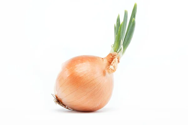 Bombilla fresca de cebolla sobre un fondo blanco — Foto de Stock