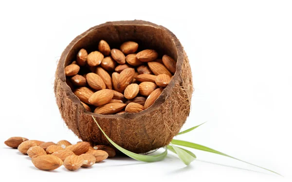 Almond nuts in the shell of the coconut. — Stock Photo, Image