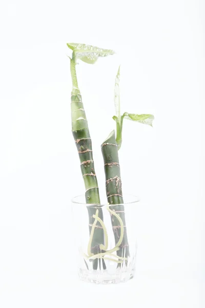 Due rami di un impianto con radici in un bicchiere con acqua, isolat — Foto Stock