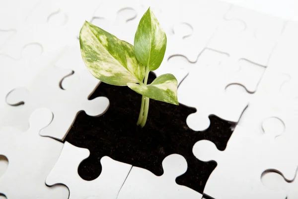 Green sprout from the earth makes its way through the puzzle. — Stock Photo, Image