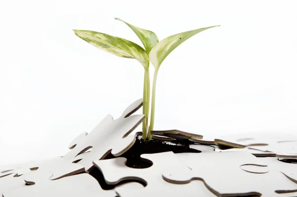 Green sprout from the earth makes its way through the puzzle. — Stock Photo, Image