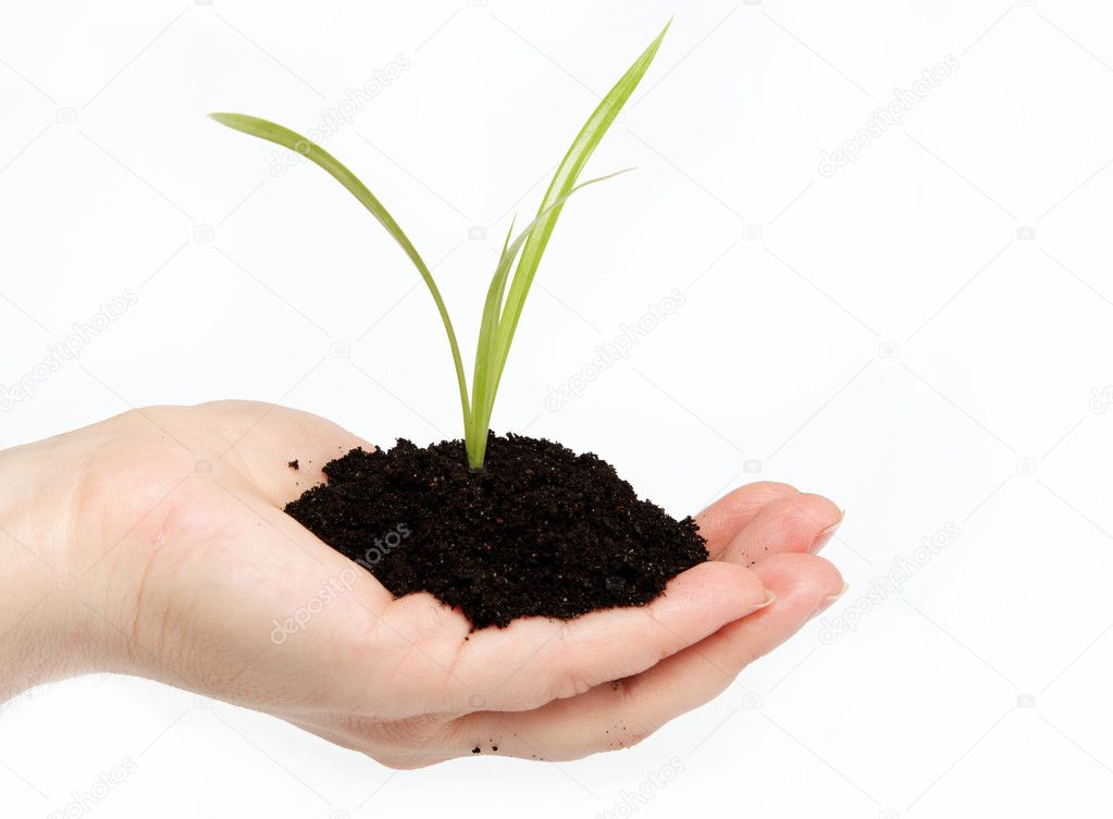 Woman's hand with a green sprout in the ground on a white backgr