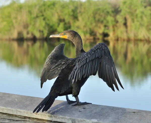 Double-Crested Cormorant — Stock Photo, Image