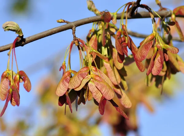 Maple Tree Branch — Stock Photo, Image