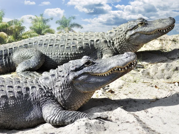 Alligatorer — Stockfoto