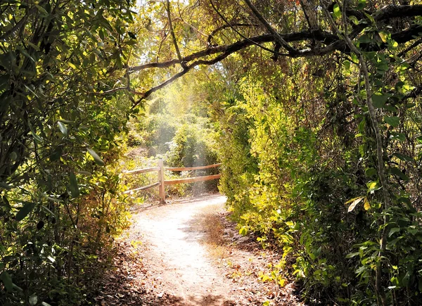 Пішохідна стежка в лісі — стокове фото