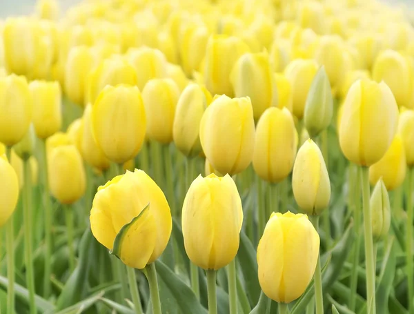 Campo de tulipas amarelas — Fotografia de Stock