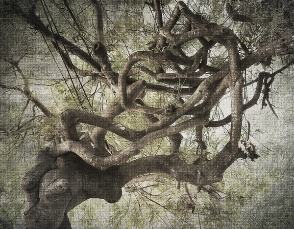 Тропічне дерево Абстрактний фон — стокове фото