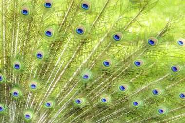 Peacock Feathers clipart