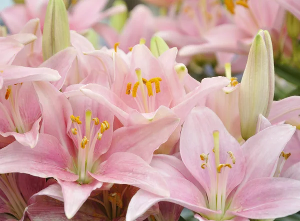 stock image Pink Lilies