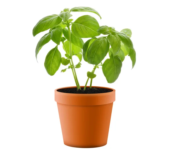 Basil tanaman dalam panci — Stok Foto