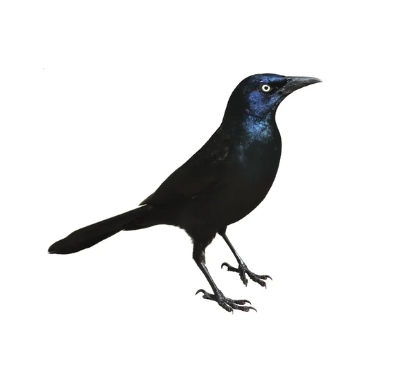 Kara Kuş — Stok fotoğraf