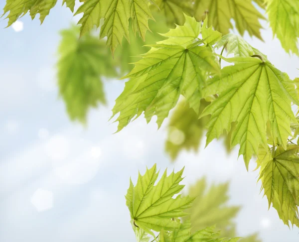 Akçaağaç ağaç yaprakları — Stok fotoğraf
