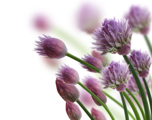 Schnittlauch-Kräuterblumen — Stockfoto