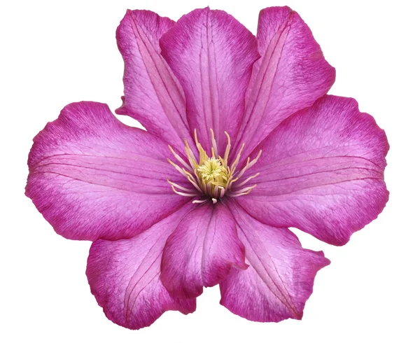 Clematis flor — Fotografia de Stock