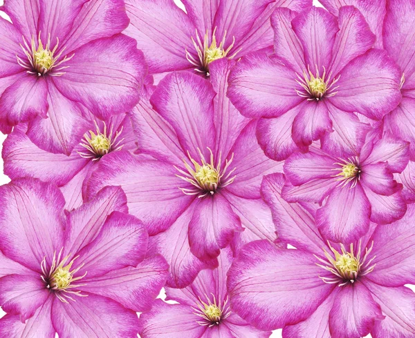 Clematis flores — Fotografia de Stock